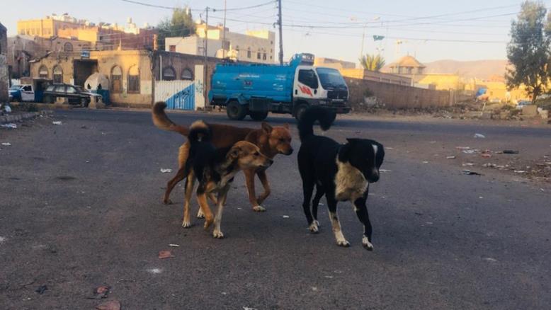 يمنيون يشتكون من الكلاب الضالة وسط تجاهل السلطات