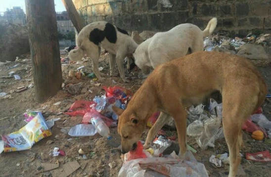 «الكلاب» تنضم للحوثيين وتنغص حياة «سكان صنعاء»