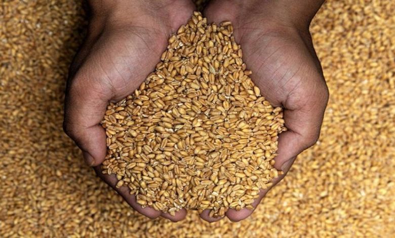 الهند تمنح اليمن أولوية في صادرات القمح لمواجهة انعدام الأمن الغذائي