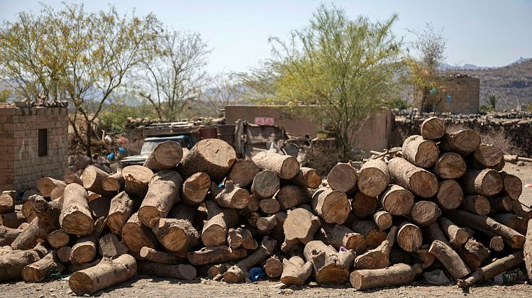 تقرير بيئي يكشف المسكوت عنه ويحذر من كارثة.. ماذا حدث لـ 6 ملايين شجرة منذ بدء الحرب في اليمن؟