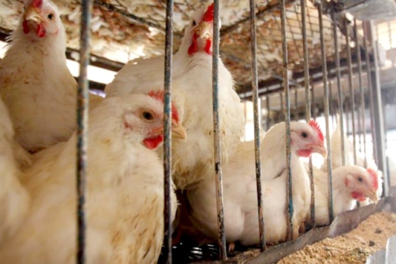 جرعة حوثية جديدة في أسعار الدجاج بصنعاء